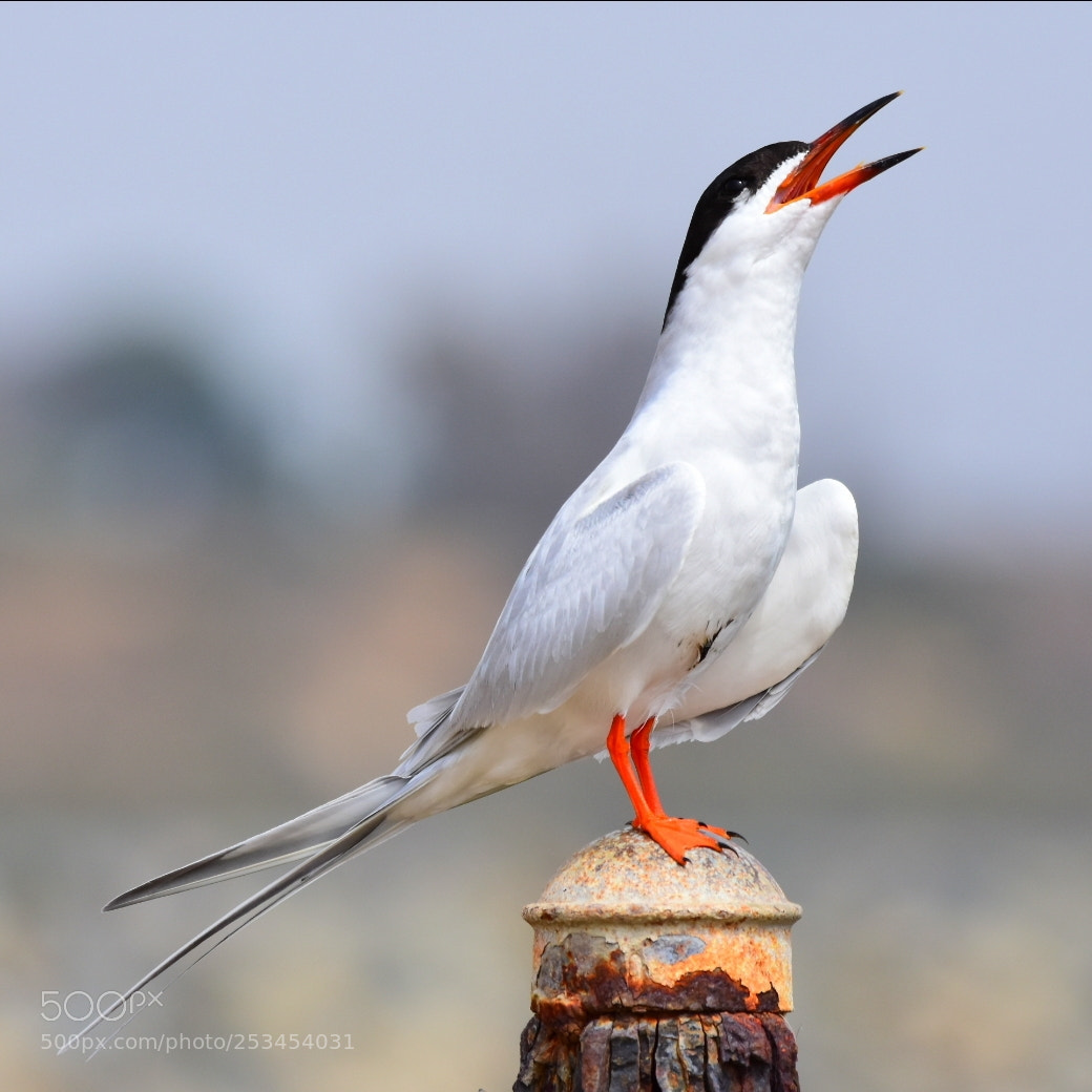 Nikon D7200 sample photo. Common tern photography