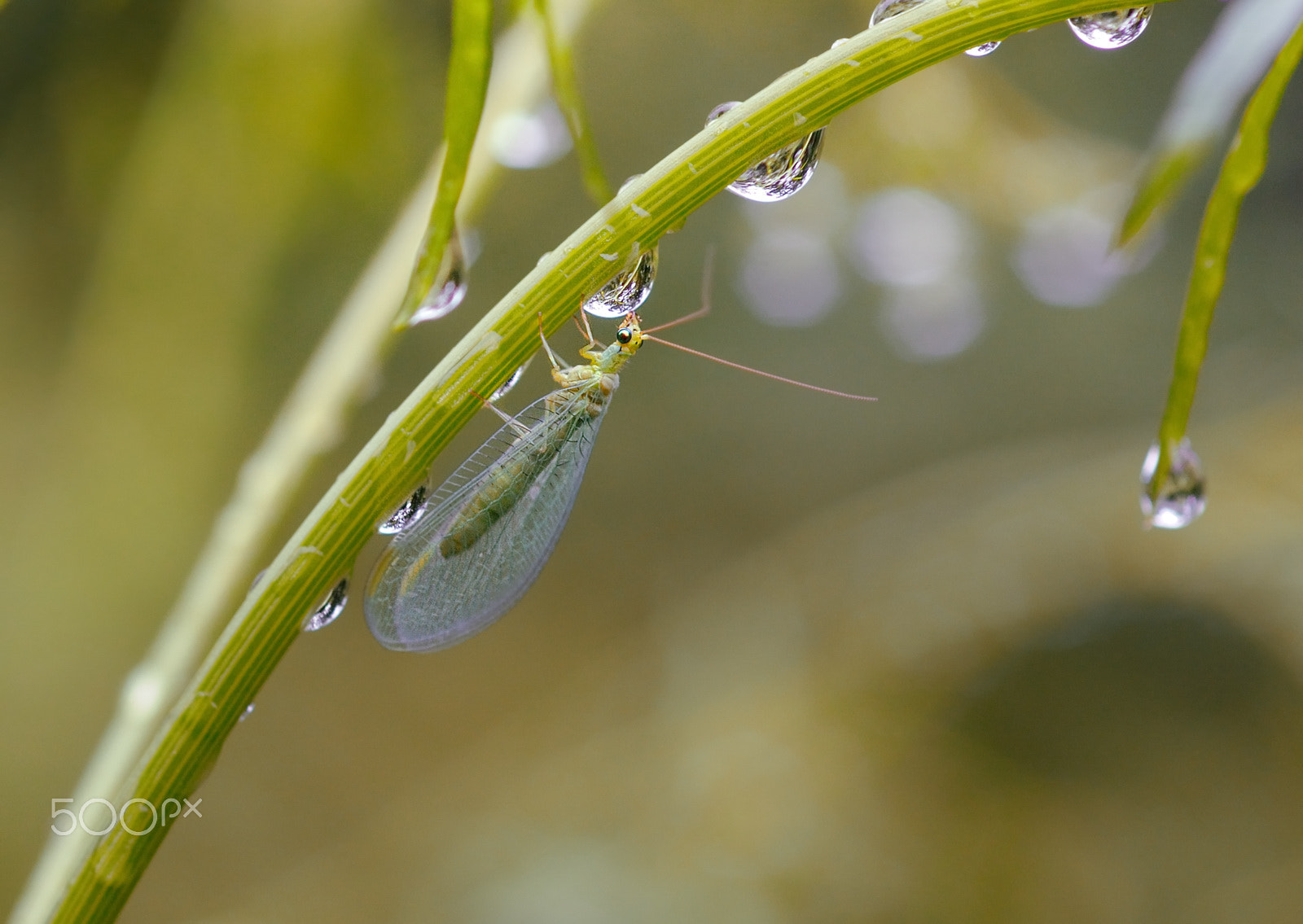 Nikon D300S + Nikon AF Micro-Nikkor 60mm F2.8D sample photo. Chrysopa oculata photography