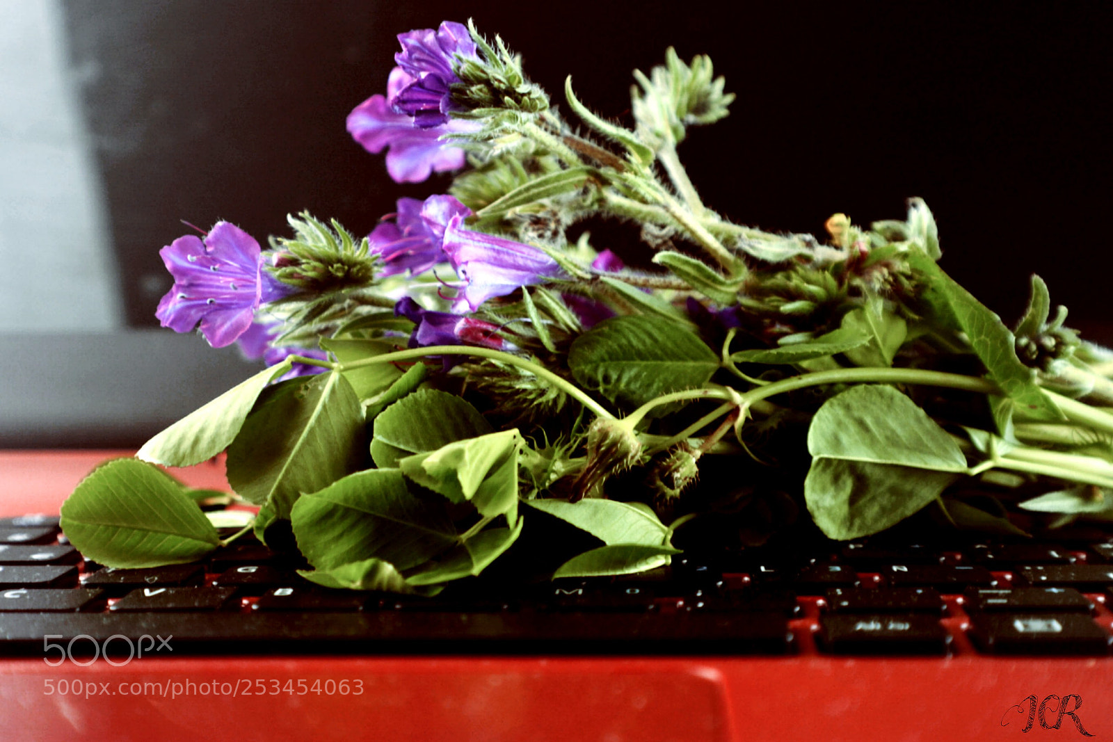 Nikon D5200 sample photo. Flores photography