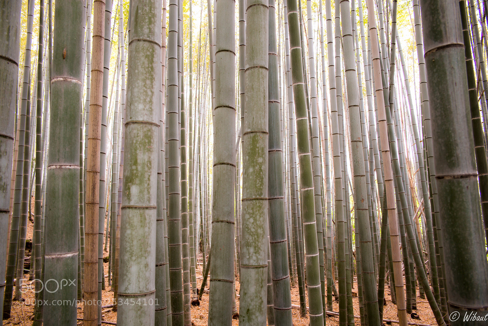 Leica M (Typ 240) sample photo. Bamboo grove 2 photography