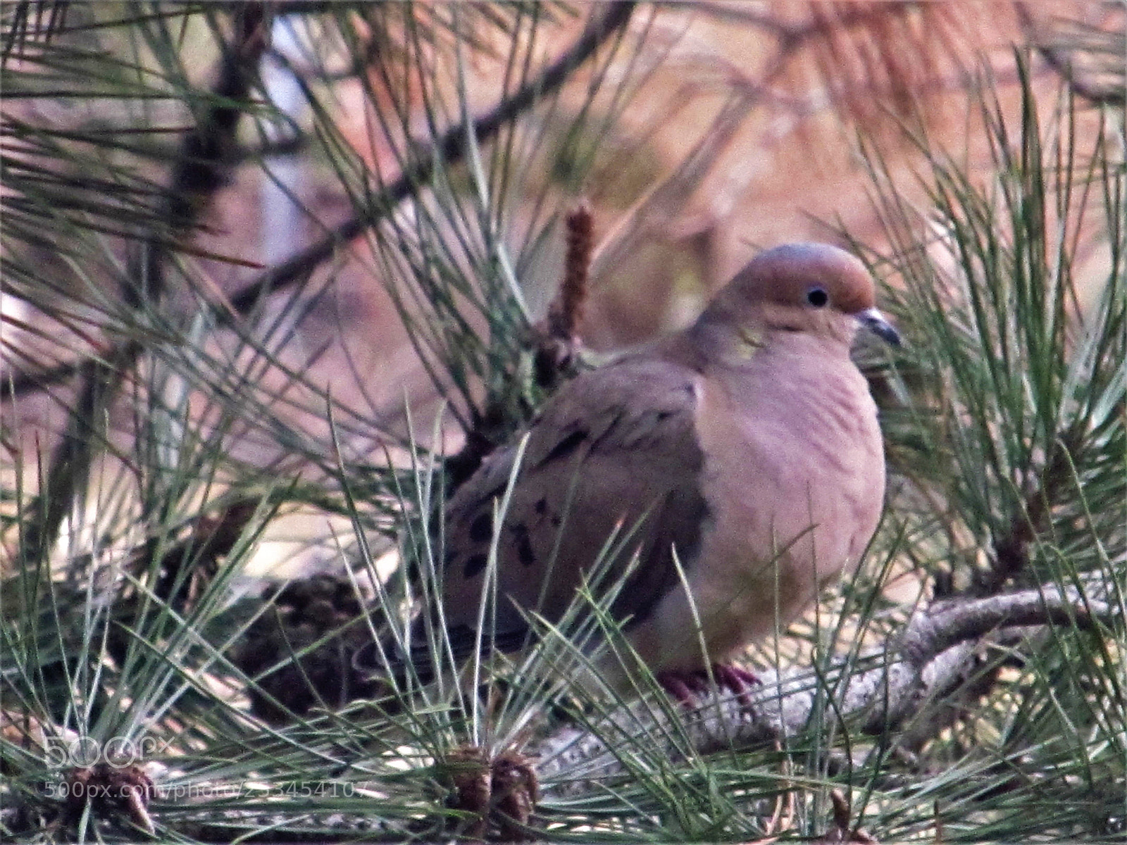 Canon PowerShot SX150 IS sample photo. Window dove photography