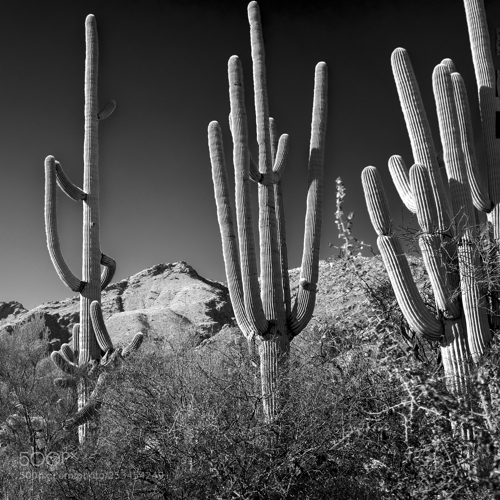 Fujifilm X100T sample photo. Four saguaro photography