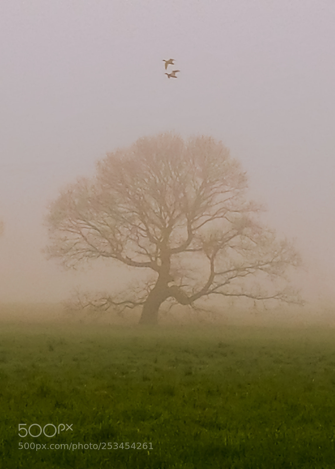 HUAWEI P9 sample photo. Flying in fog photography