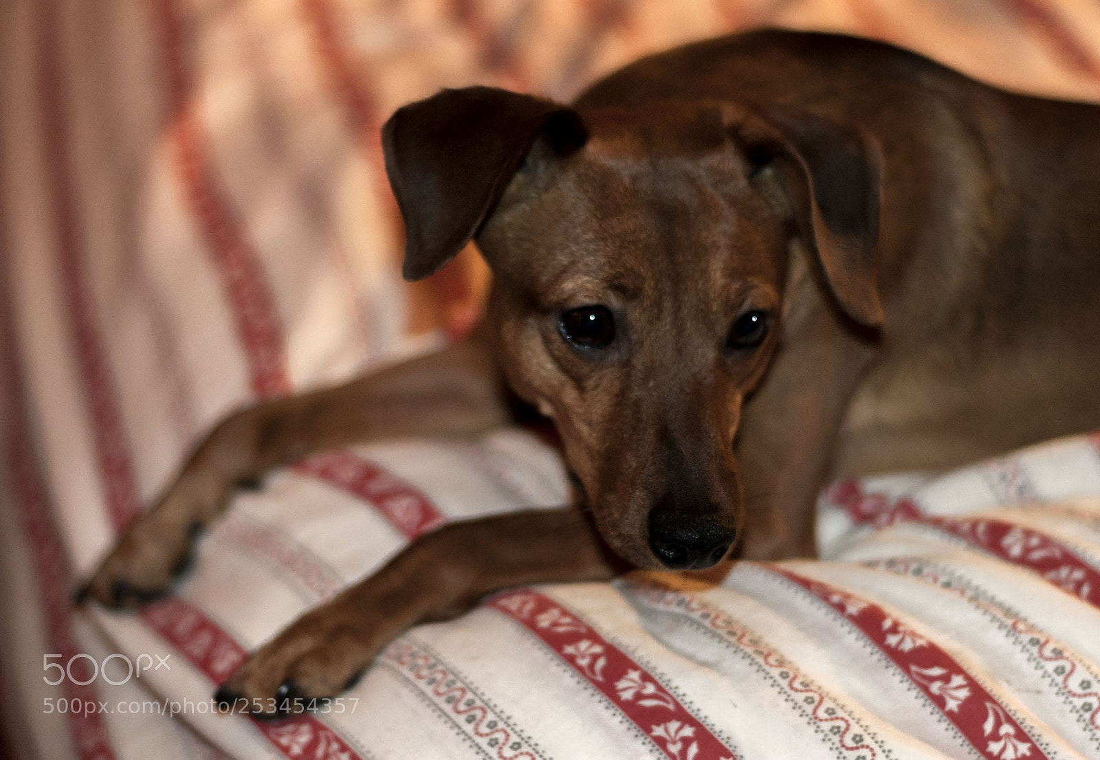 Nikon D200 sample photo. Nino photography