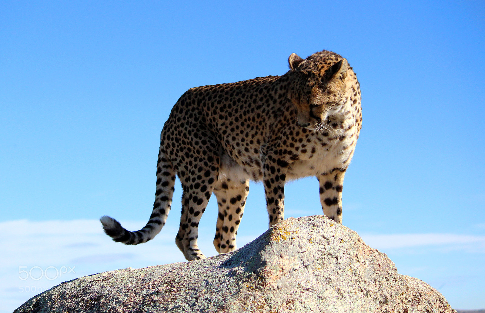 Canon EF-S 55-250mm F4-5.6 IS II sample photo. Cheetahlove photography