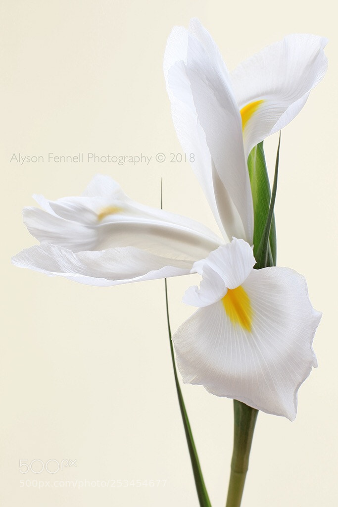 Canon EOS 7D Mark II sample photo. White iris photography
