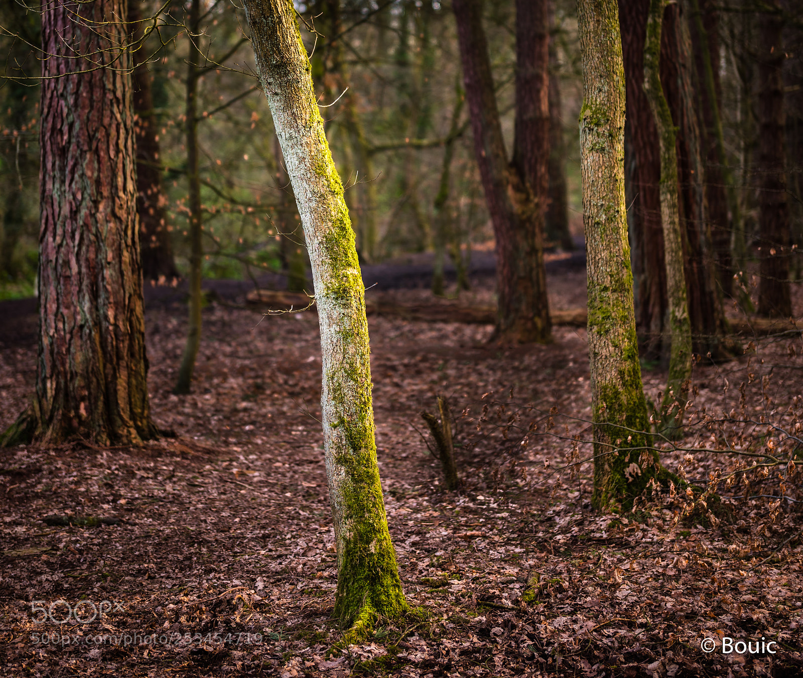 Leica SL (Typ 601) sample photo. Evening light duxbury woods photography