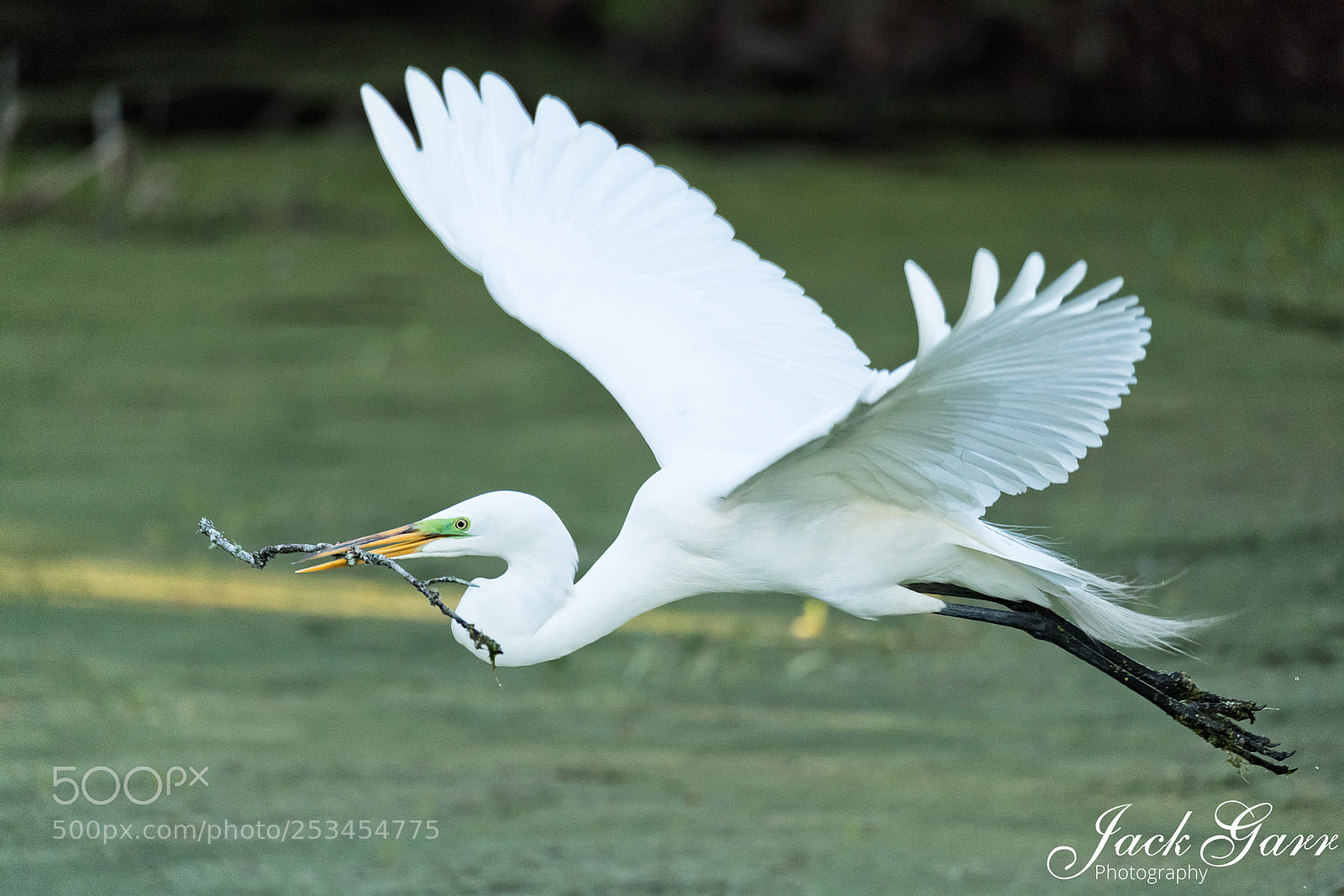 Canon EOS-1D X Mark II sample photo. Great white egret flying photography