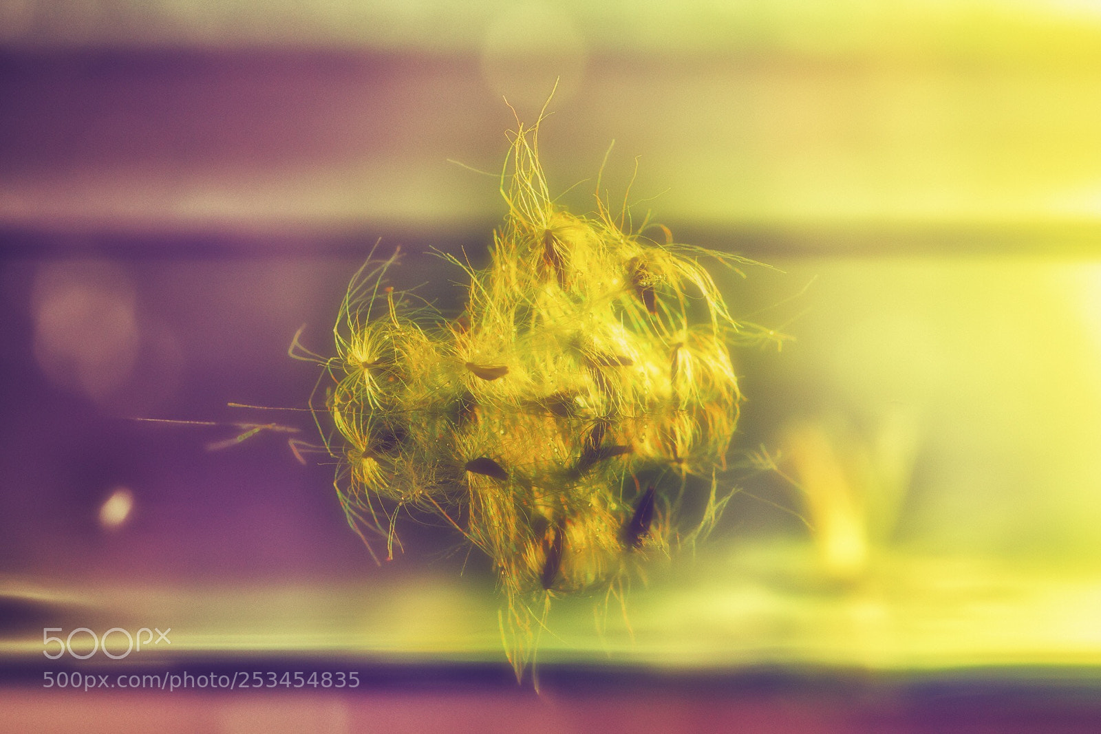 Canon EOS 5D Mark IV sample photo. Dandelion photography