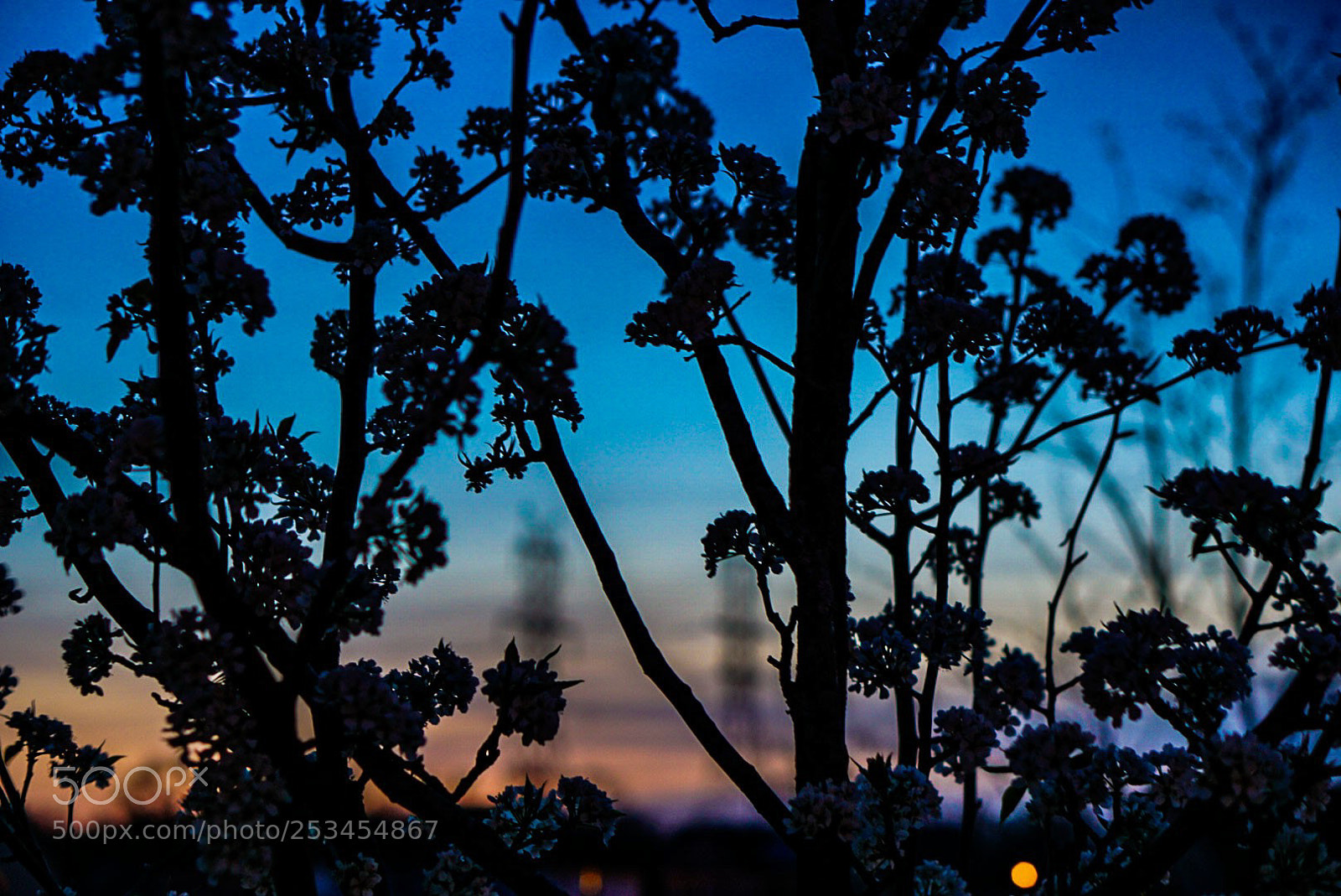 Sony a6000 sample photo. Shadow of blossoms photography