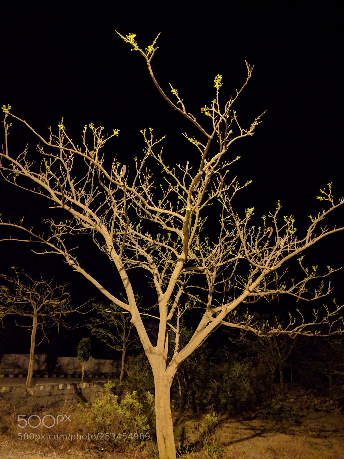 Google Nexus 6P sample photo. The night tree photography