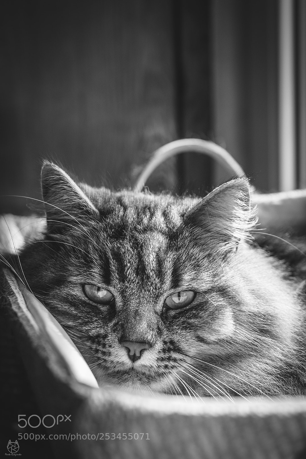 Nikon D7100 sample photo. Belial in bw photography
