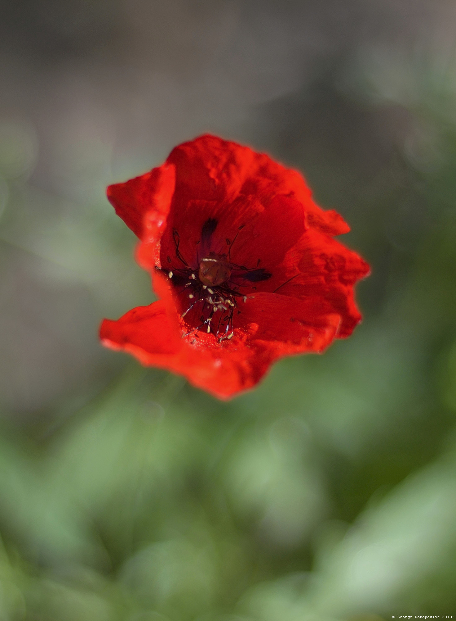 Nikon D3200 + Nikon AF Nikkor 50mm F1.8D sample photo. Flower_2018_01 photography