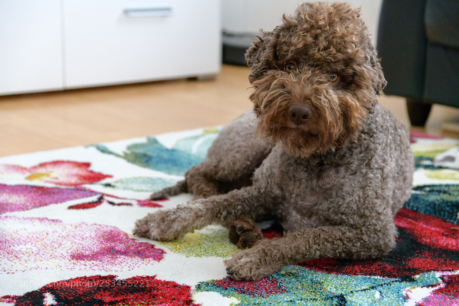 Nikon D850 sample photo. Portrait of lagotto romagnolo photography