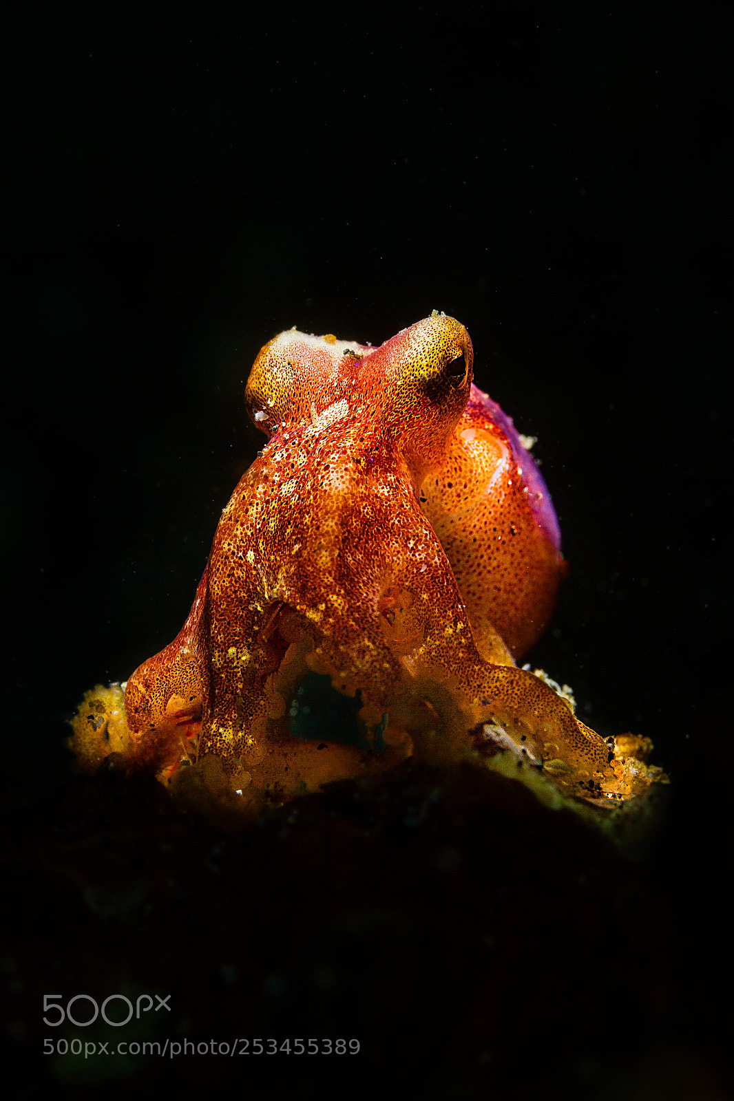 Canon EOS 7D sample photo. Tiny octopus playing 'the photography