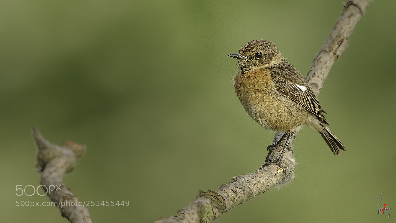 Nikon D300 sample photo. Female common stonechat photography