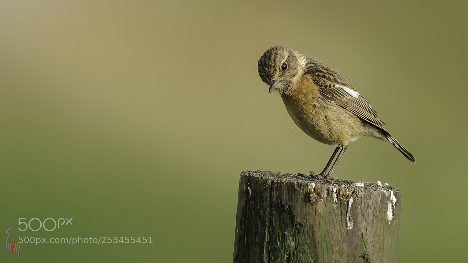 Nikon D300 sample photo. Female common stonechat photography