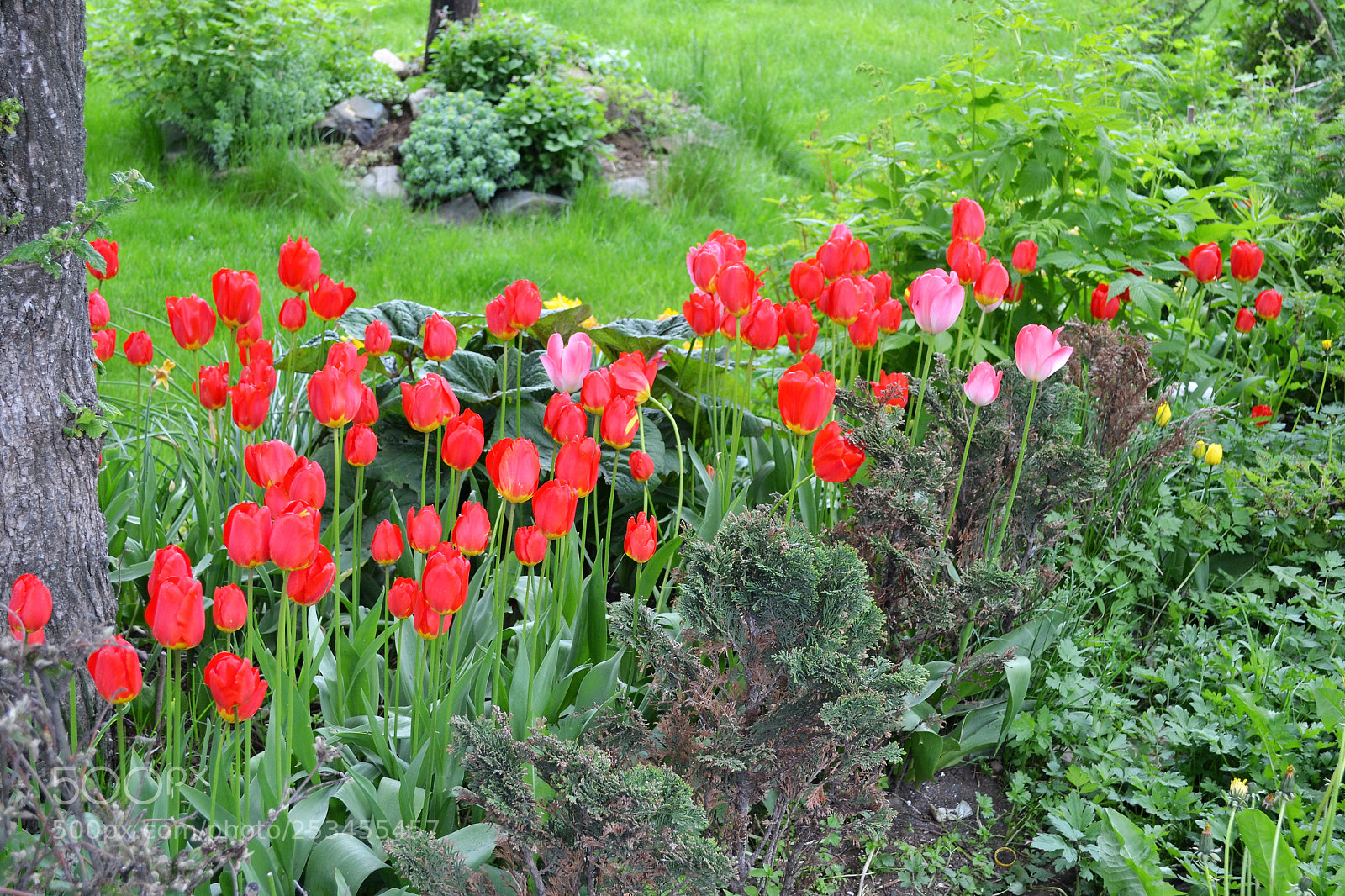 Nikon D3100 sample photo. Red tulips photography