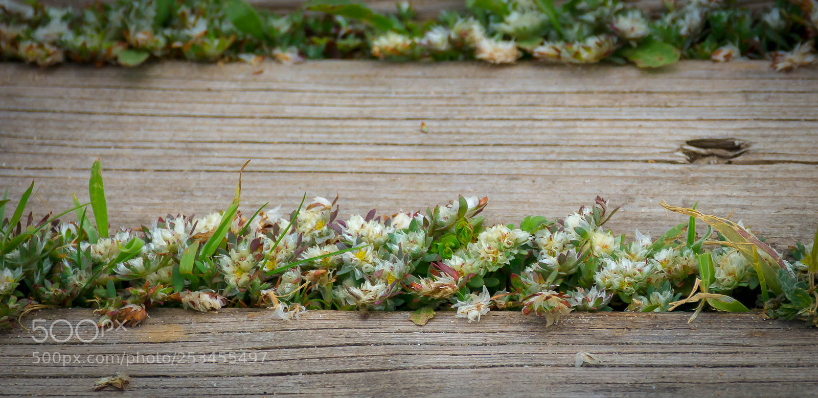 Nikon D7100 sample photo. Flores entre la madera photography