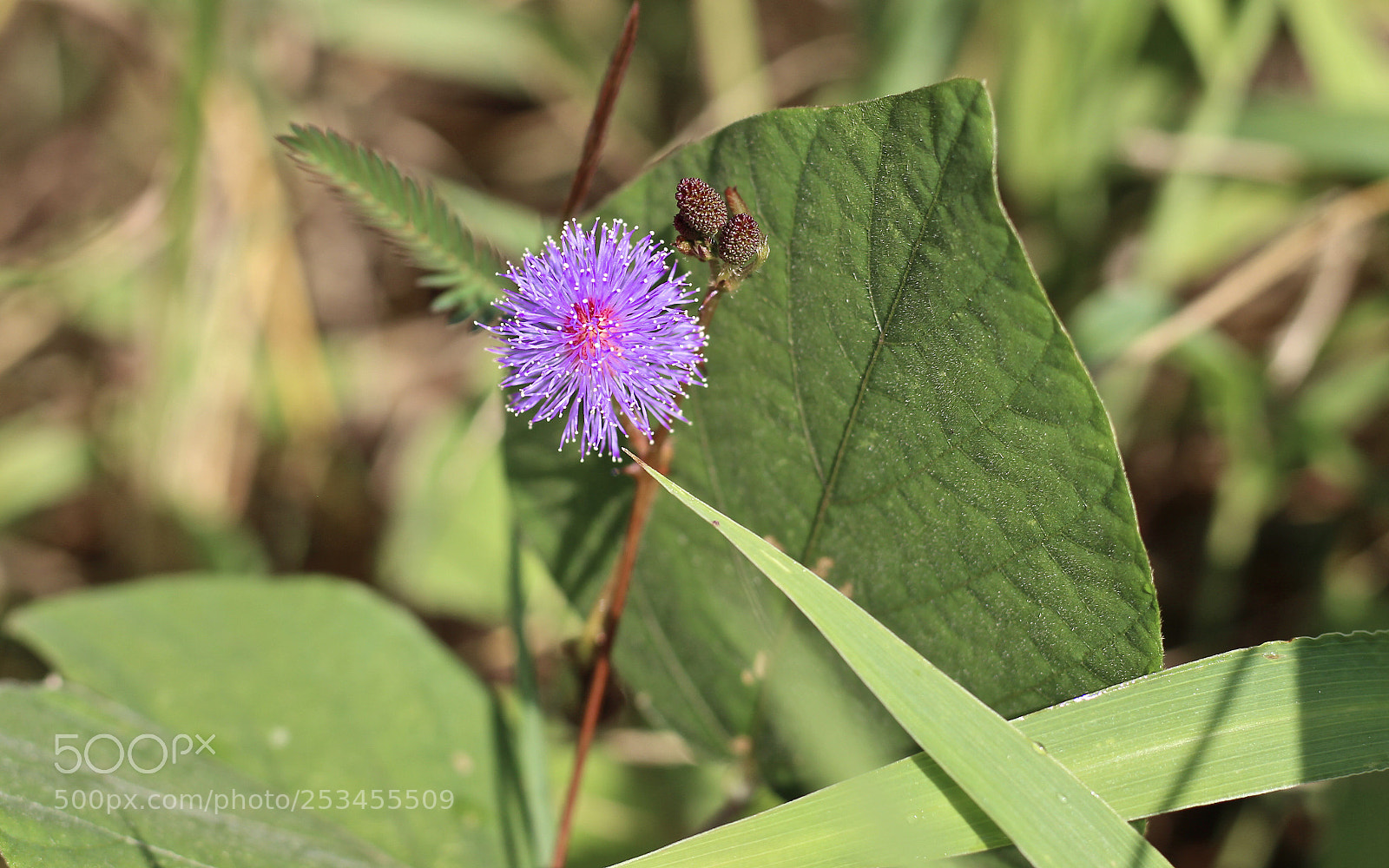 Canon EOS 700D (EOS Rebel T5i / EOS Kiss X7i) sample photo. Bursting with colour  photography