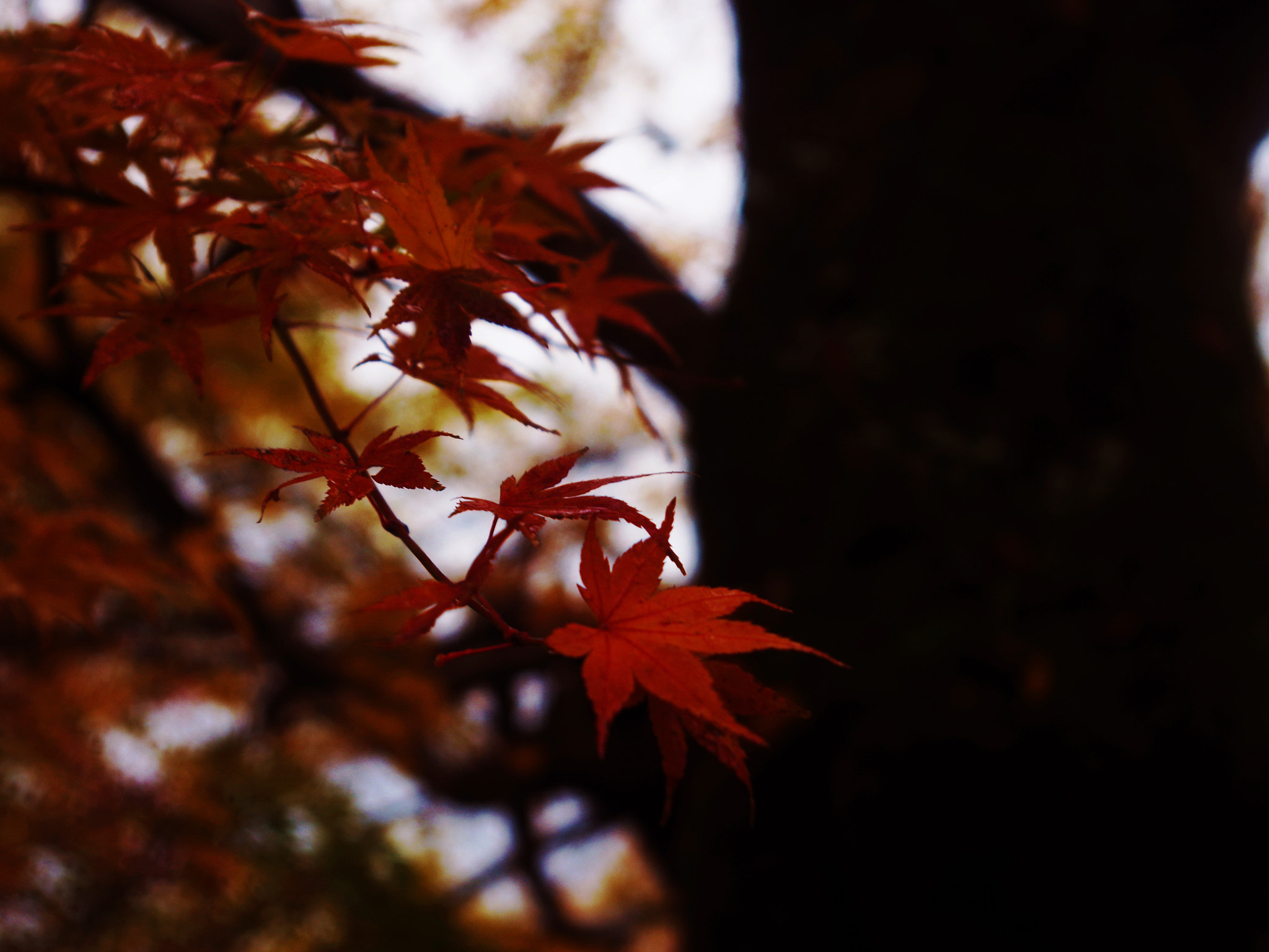 Pentax K-01 sample photo. Maple color photography