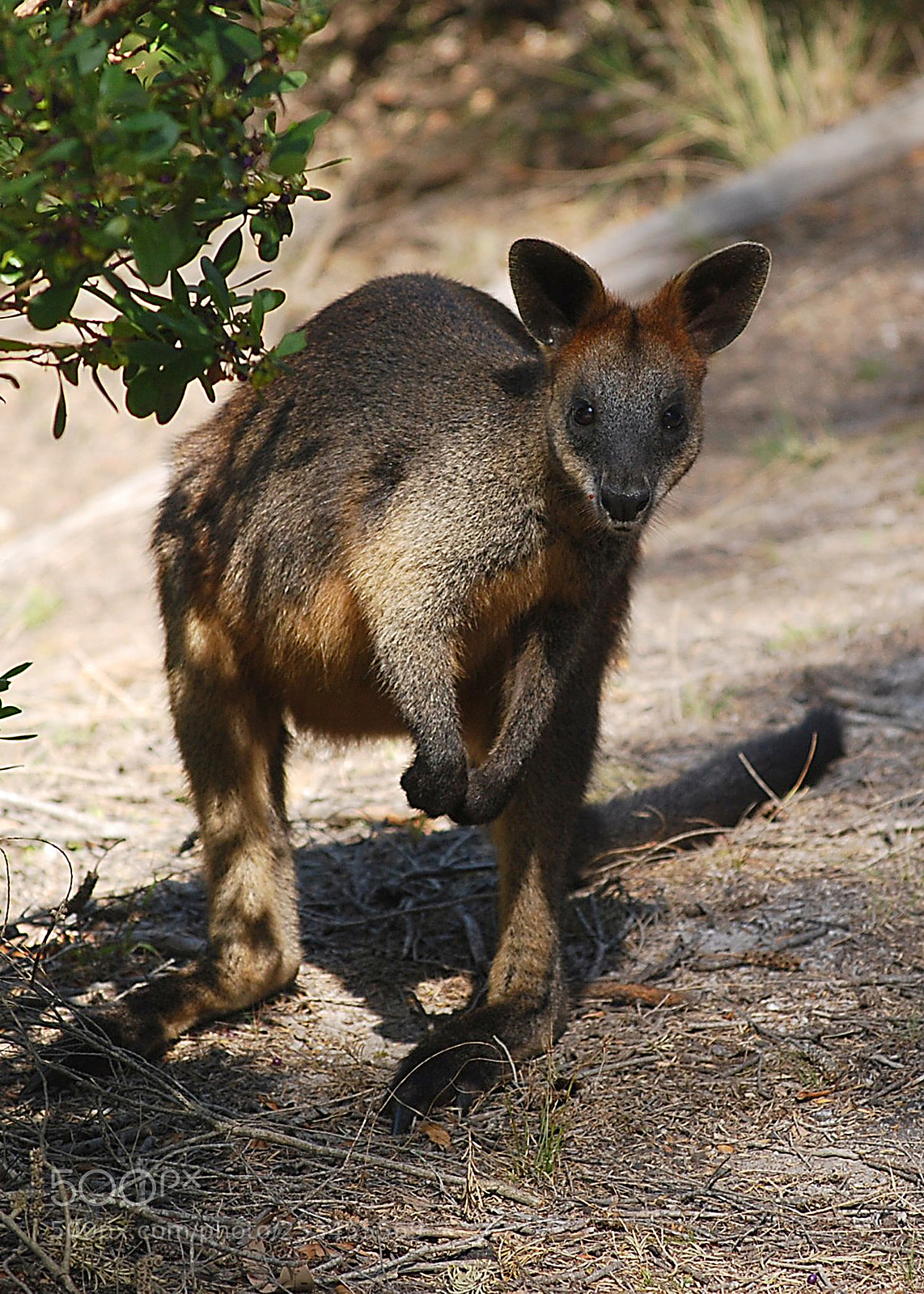 Nikon D40X sample photo. Curious wallaby photography