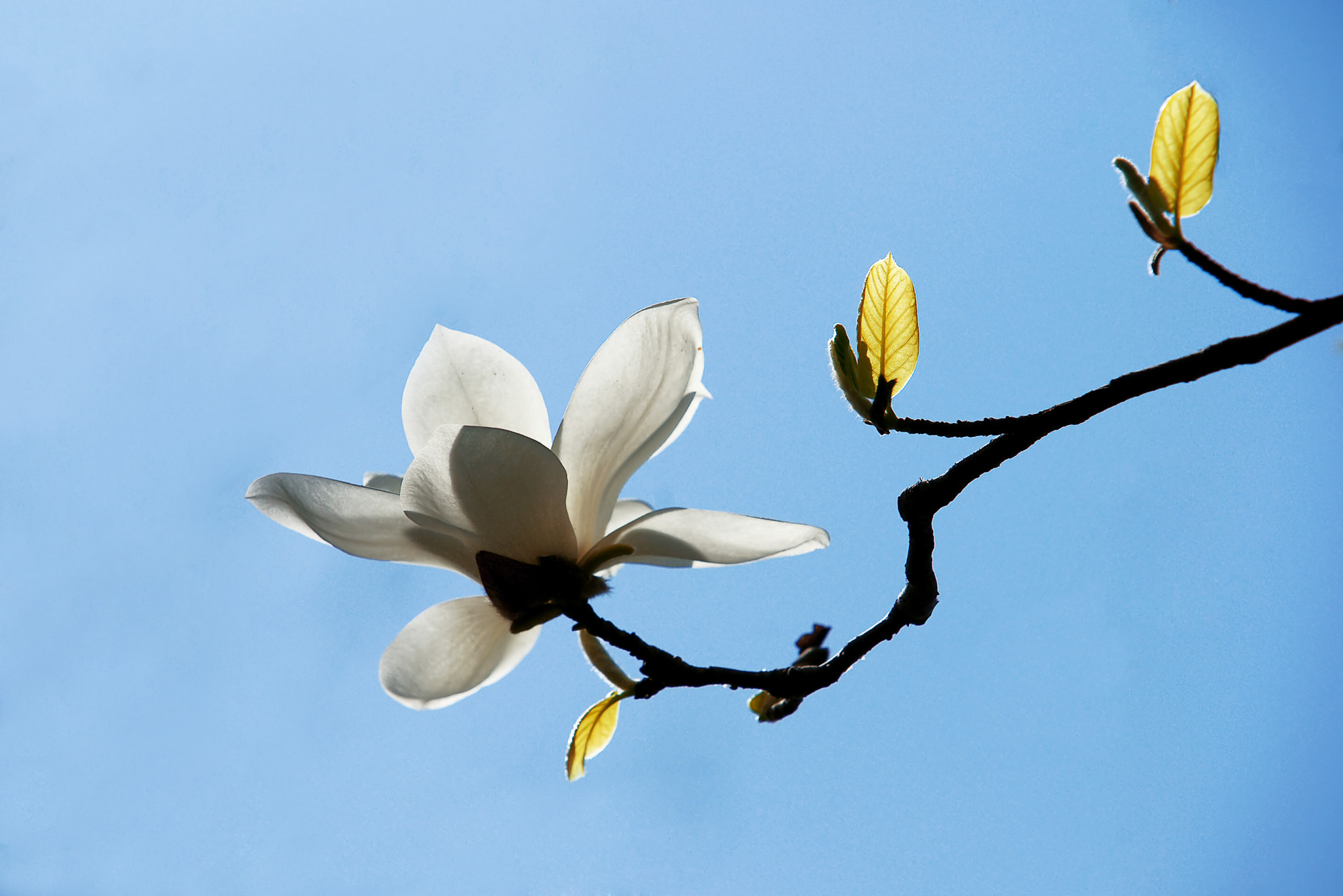 Sony Alpha DSLR-A900 sample photo. 最后的辉煌 photography