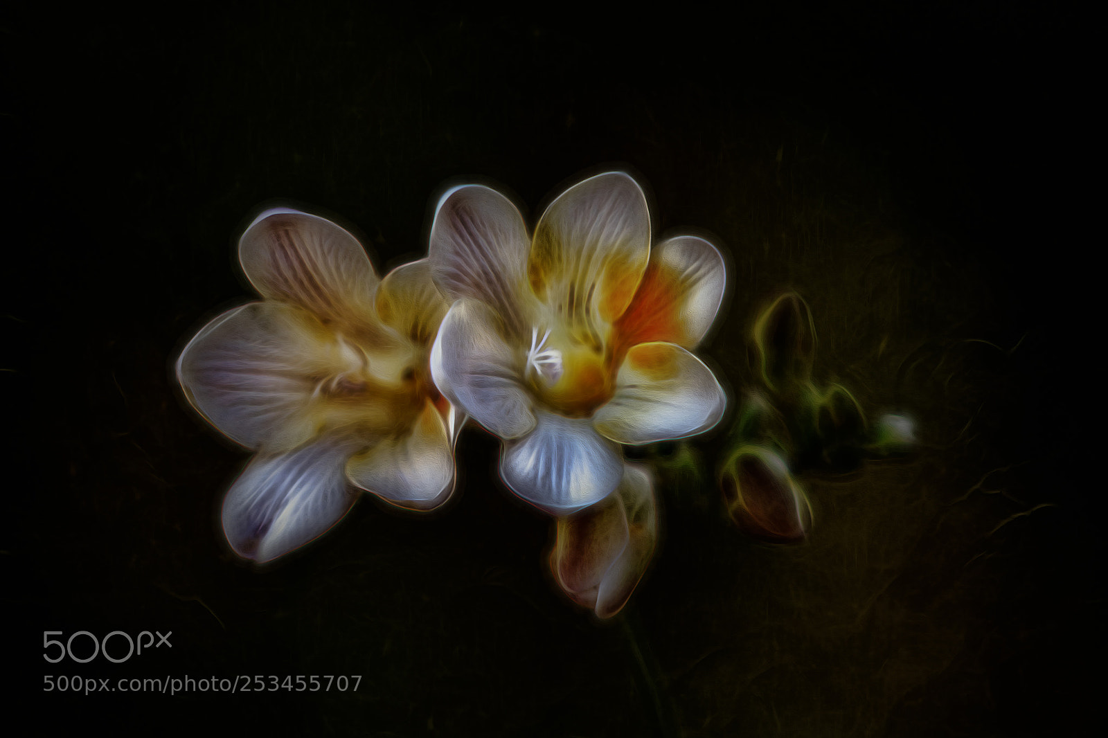 Nikon D7100 sample photo. Flowers photography