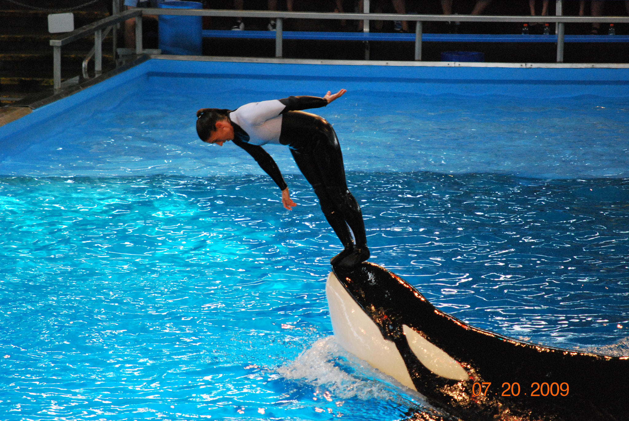 Nikon D60 sample photo. Whale show 2 photography