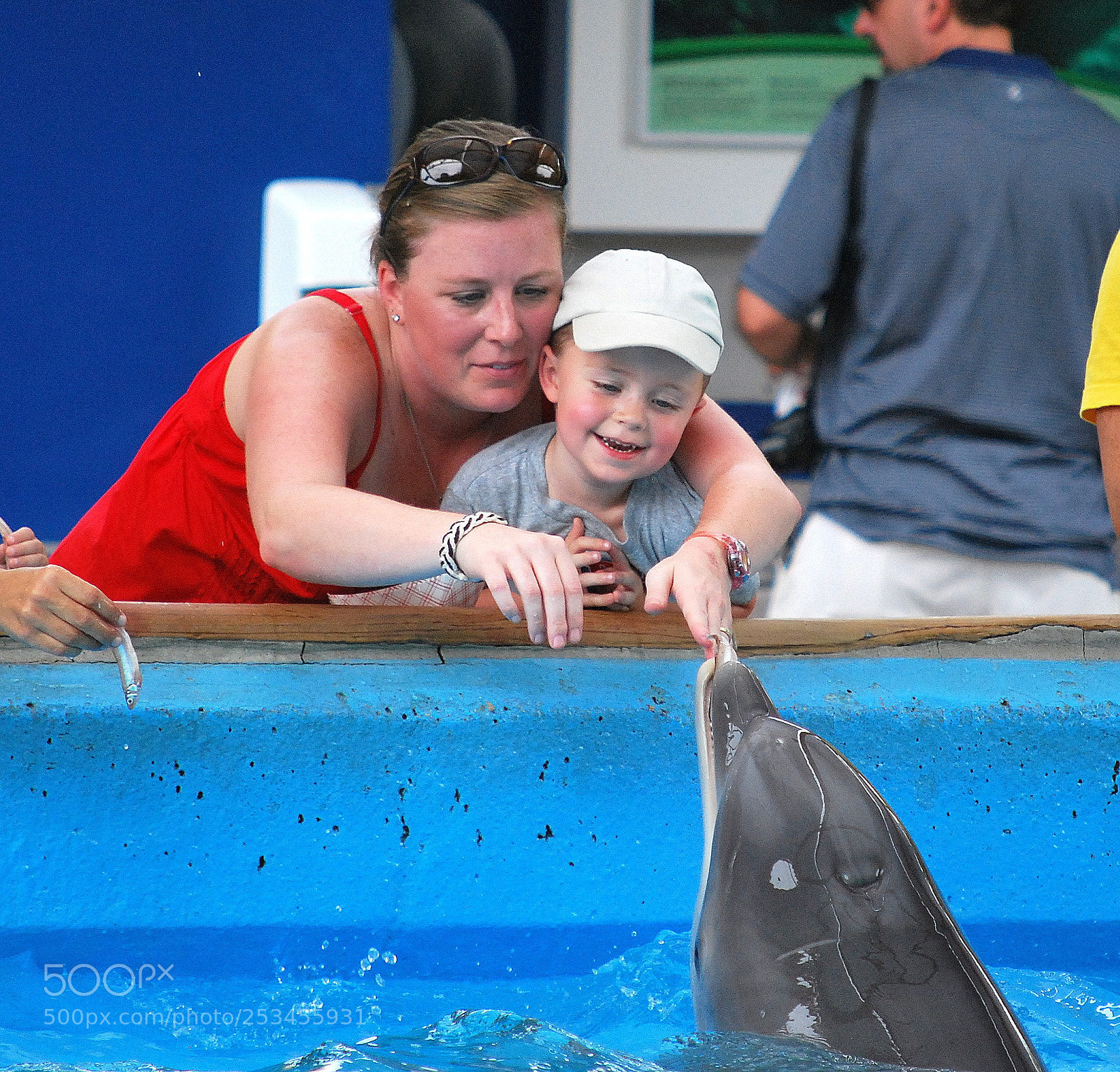 Nikon D60 sample photo. Feeding the dolphins photography