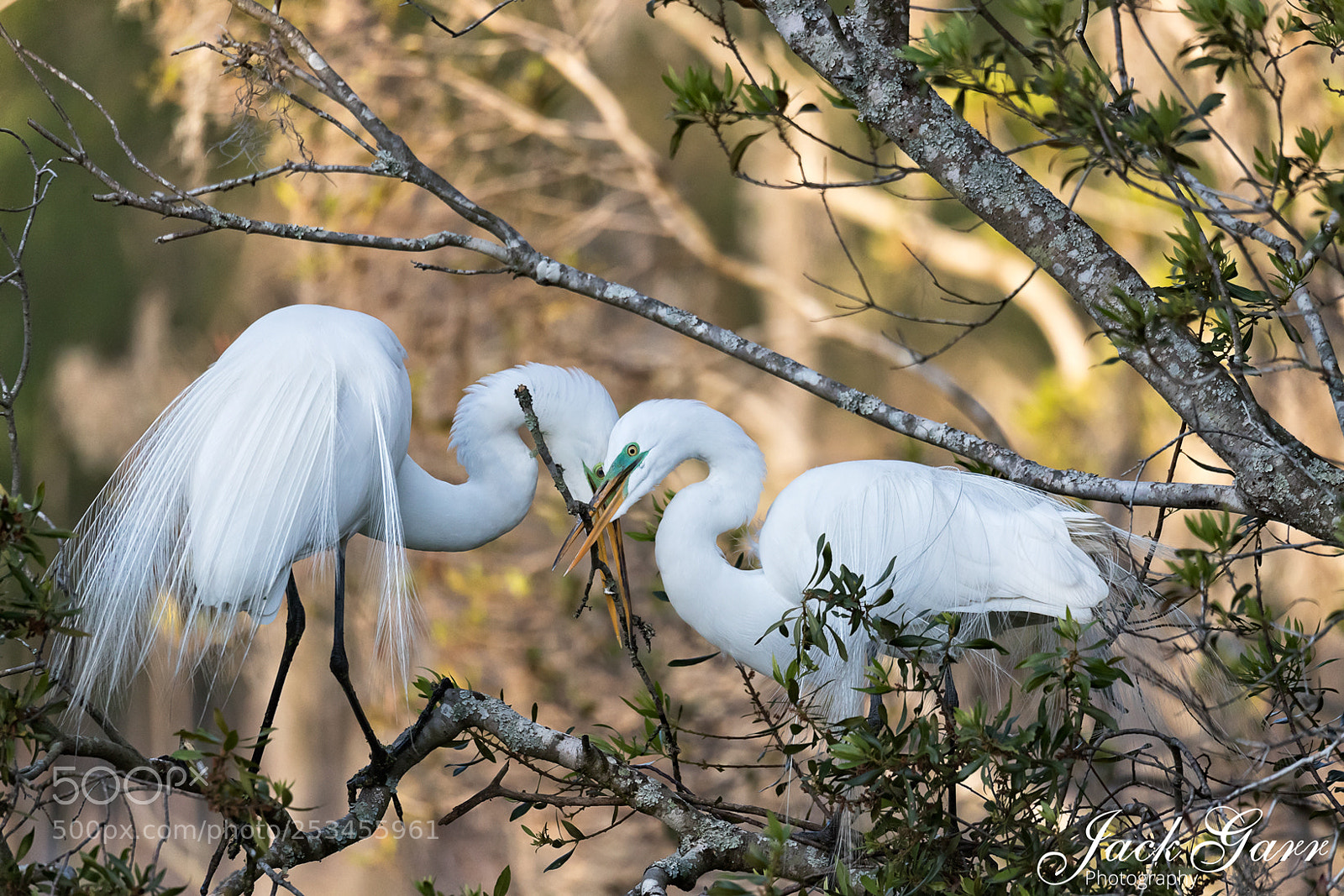 Canon EOS-1D X Mark II sample photo. Great white egret giving photography