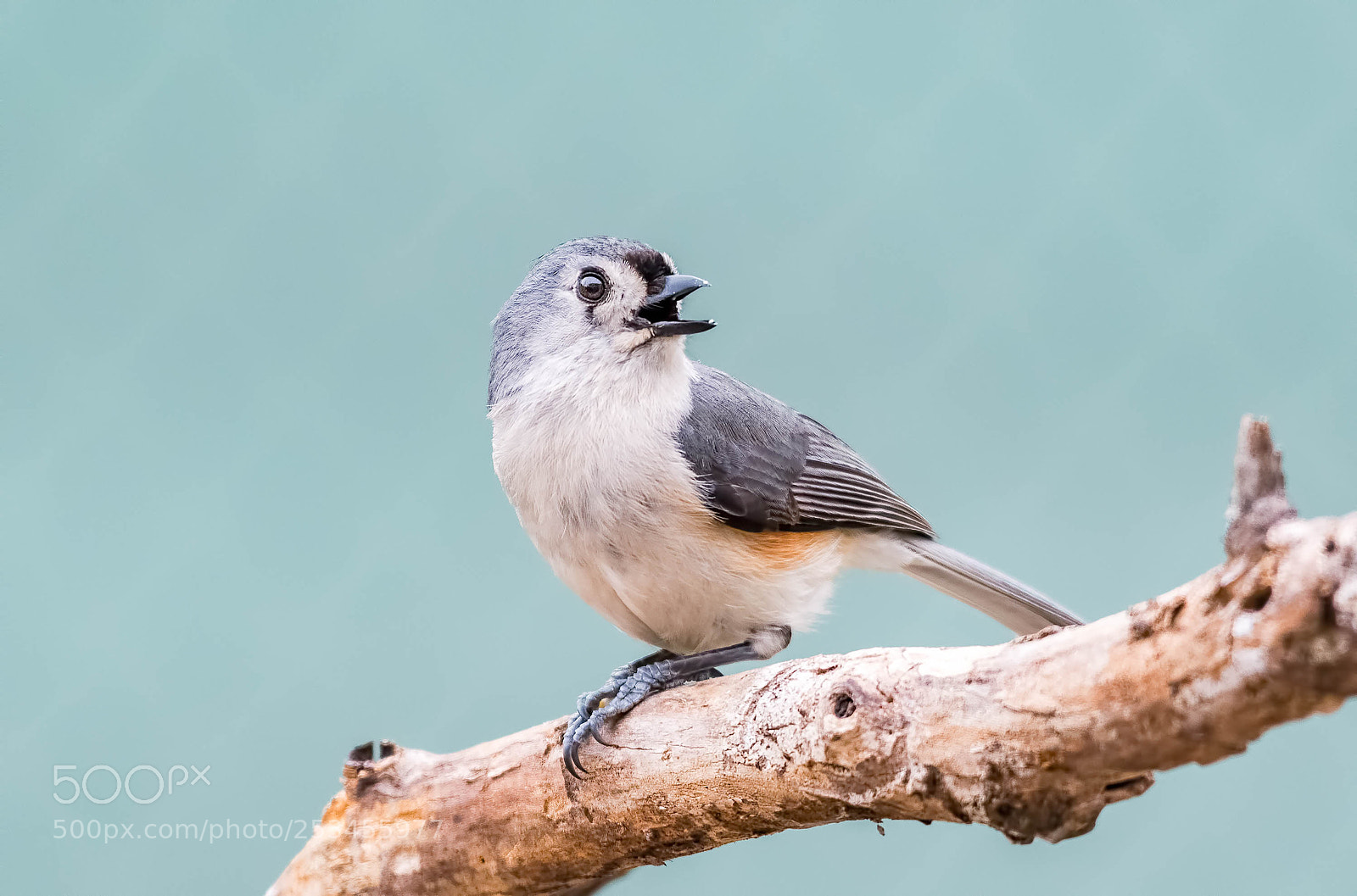 Nikon D500 sample photo. Tufted titmouse photography
