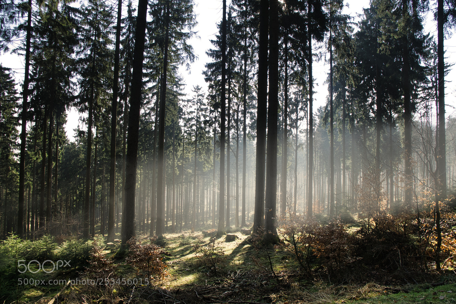 Sony a6000 sample photo. Fog photography