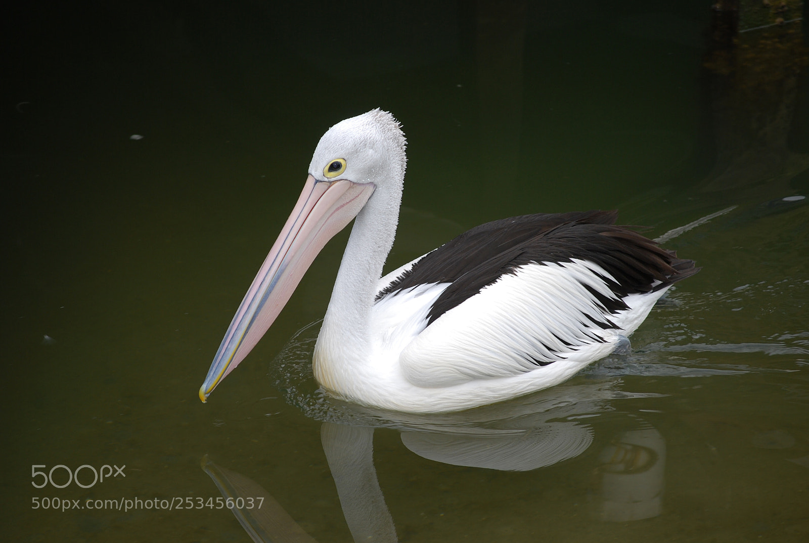 Nikon D40X sample photo. Peaceful pelican photography