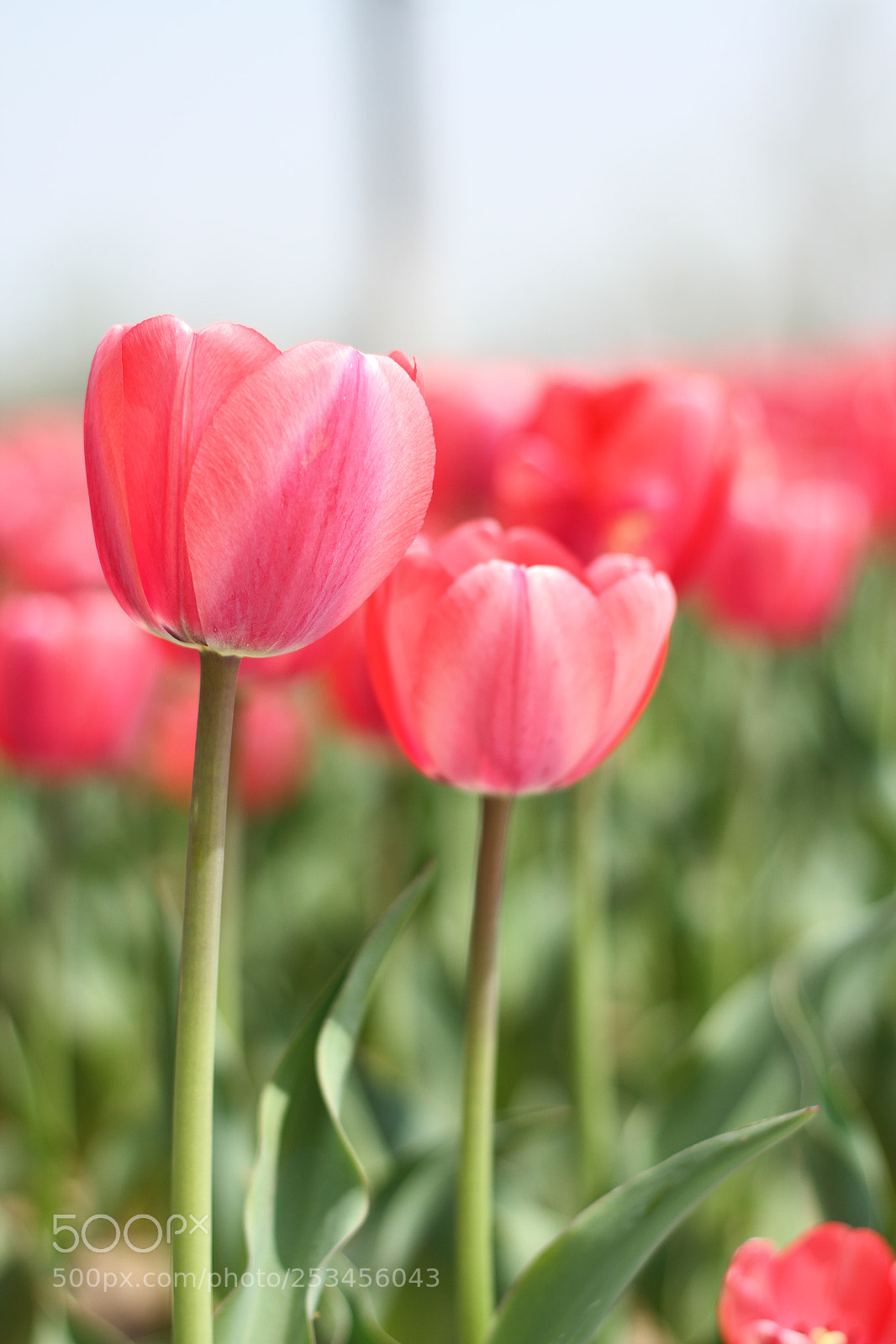 Canon EOS 7D sample photo. Untitled photography