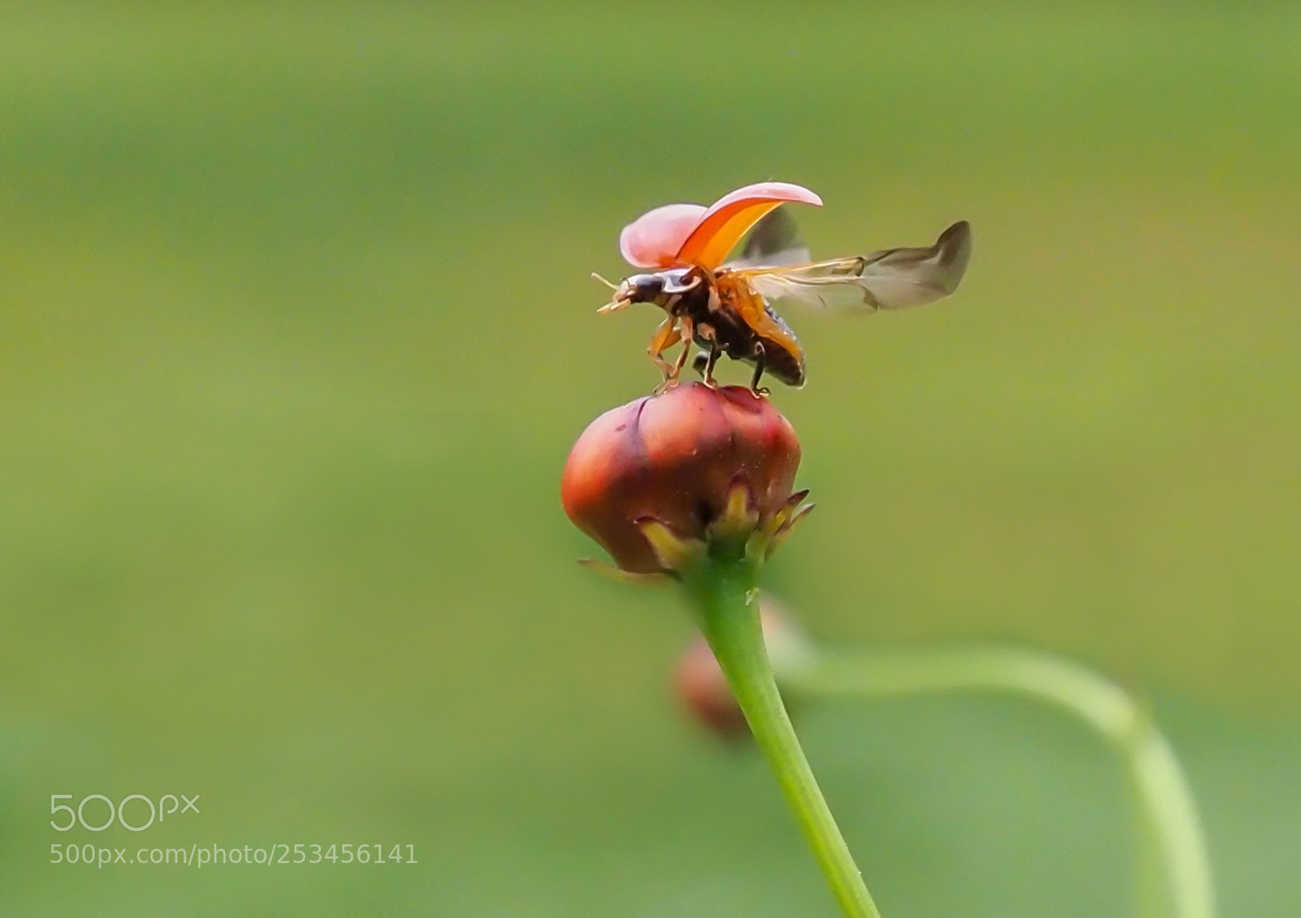 Olympus OM-D E-M1 Mark II sample photo. Ladybug photography