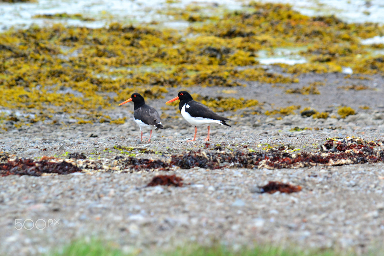 Nikon D3100 sample photo. Beach birds photography