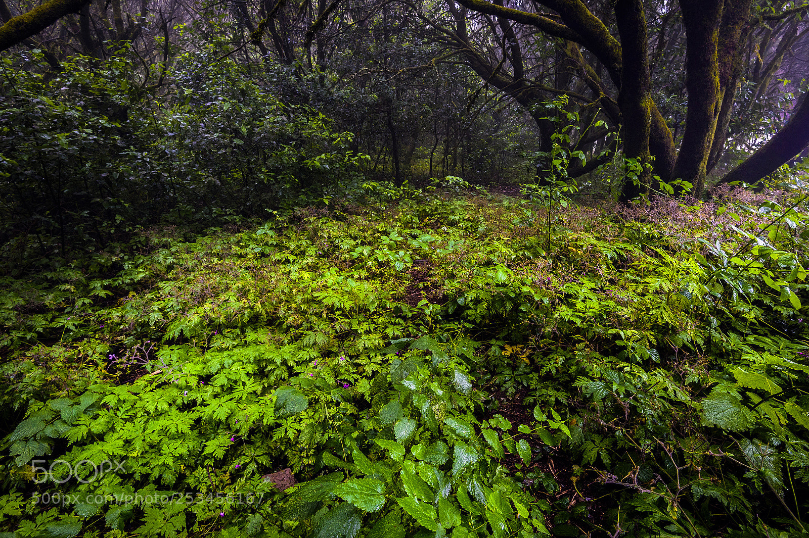 Nikon Df sample photo. In the deep of photography