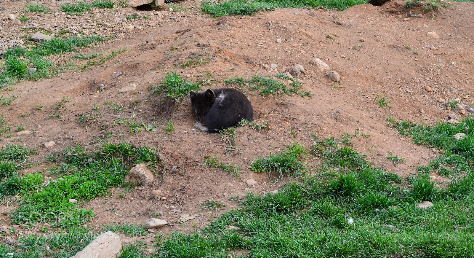 Nikon D3100 sample photo. Fox nap photography
