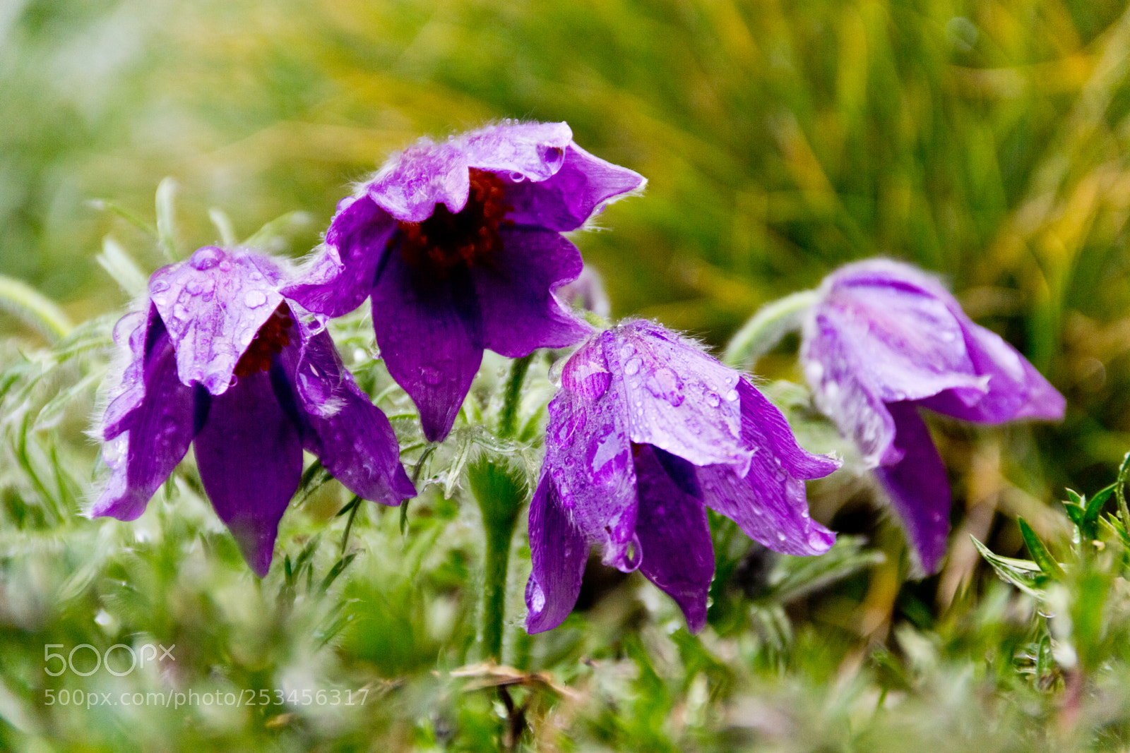 Canon EOS 60D sample photo. Rain finally arrived photography
