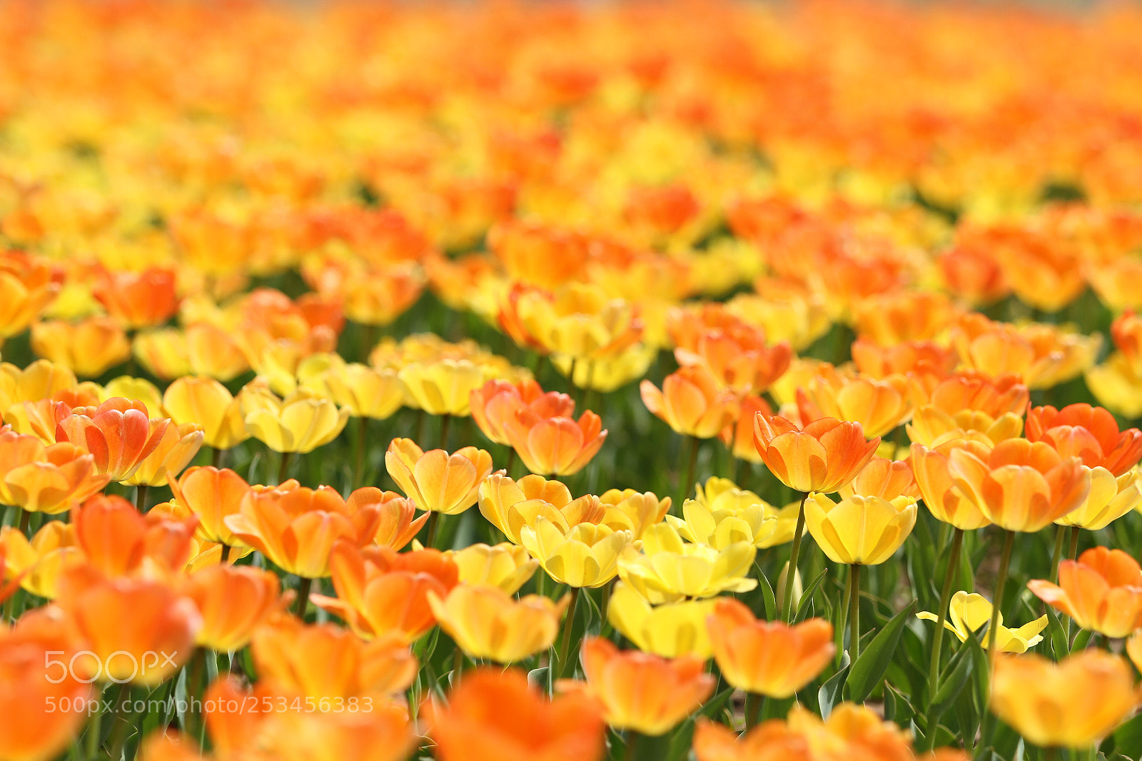Canon EOS 7D sample photo. Untitled photography