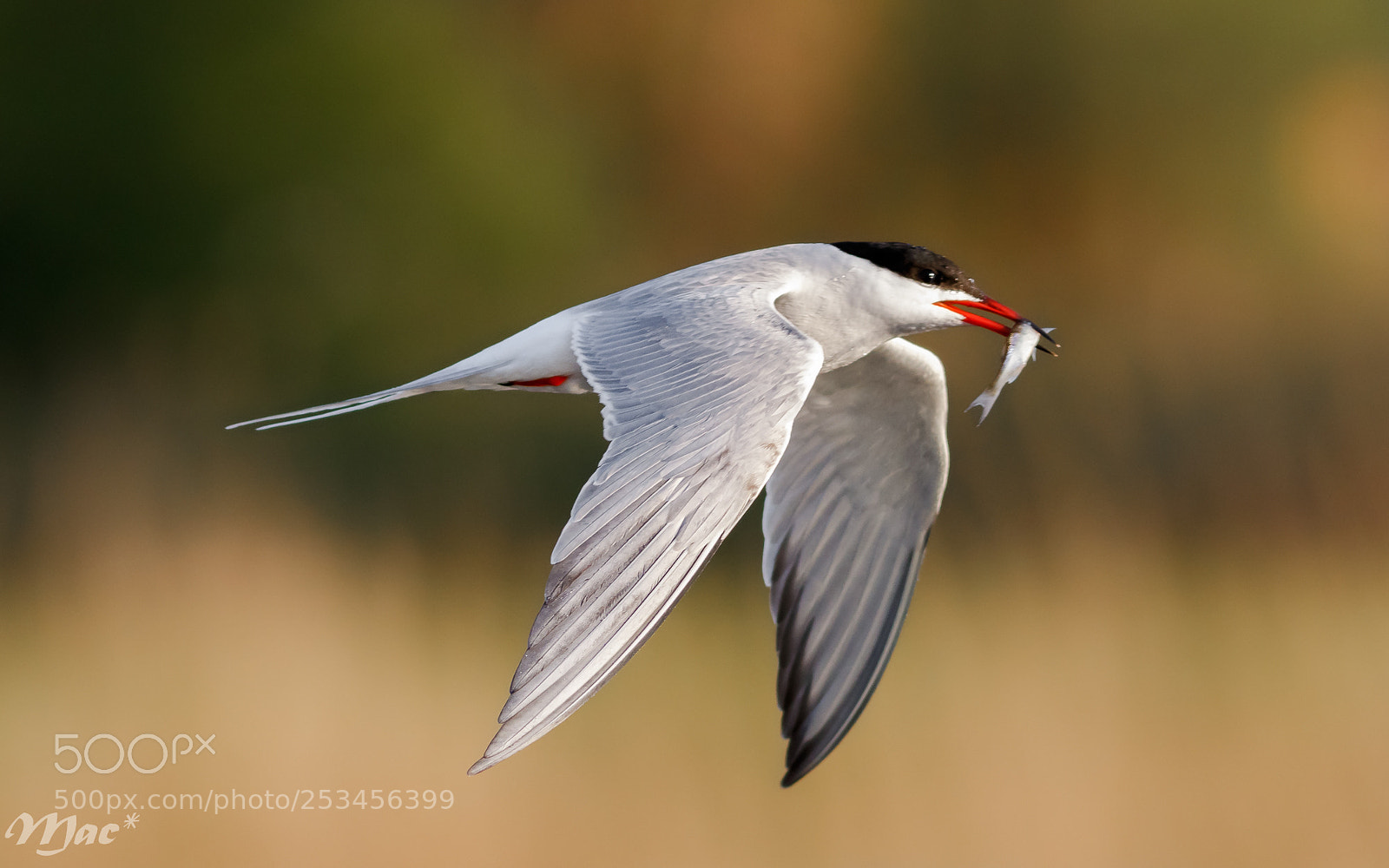 Canon EOS 7D Mark II sample photo. Common tern-visdief photography