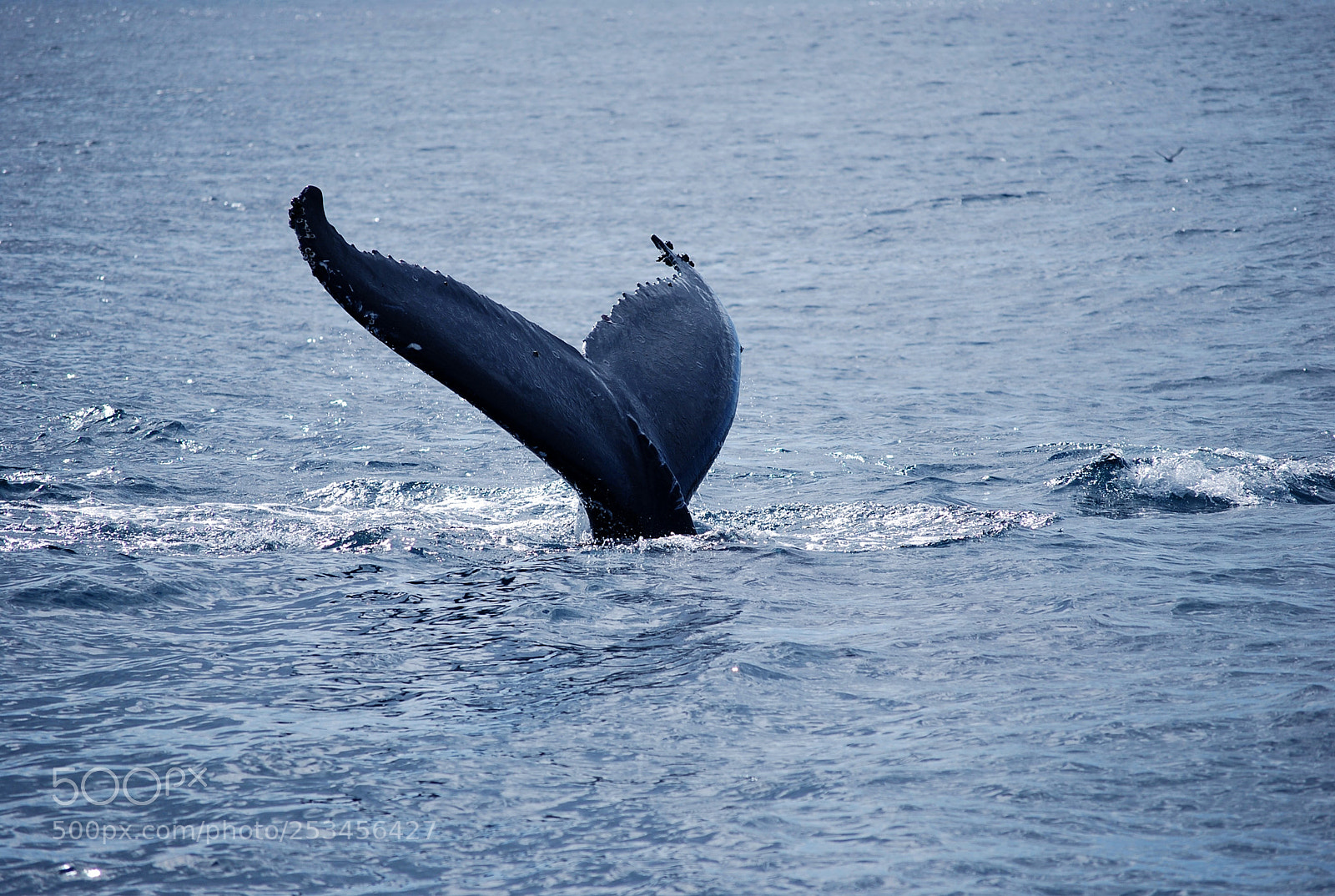 Nikon D40X sample photo. A whale's tail photography