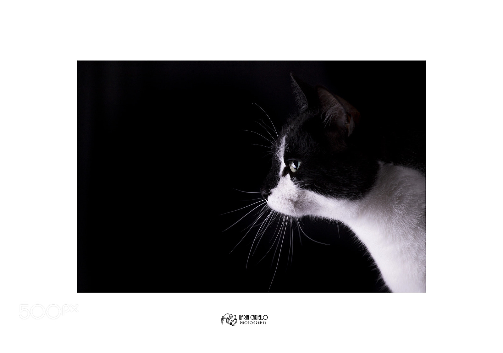 Canon EOS 6D Mark II sample photo. The cat is the photography
