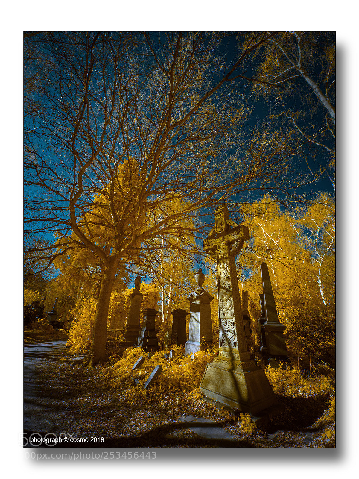 Panasonic Lumix DMC-GX8 sample photo. Abney park cemetery #5 photography