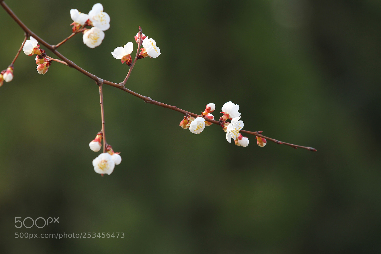 Canon EOS 7D sample photo. Untitled photography