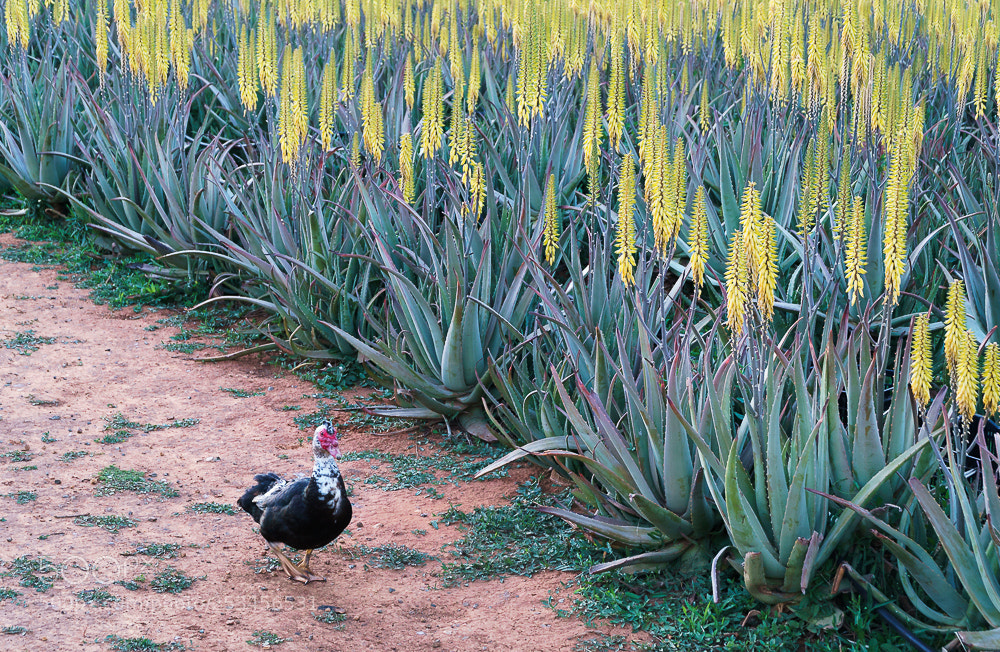 Sony a6000 sample photo. Aloe vera crop. photography