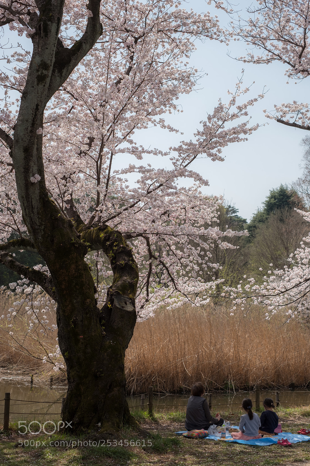 Fujifilm X-T2 sample photo. Sakura party with granma photography