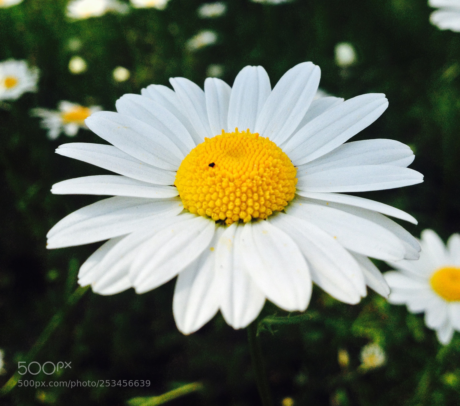 Apple iPhone 4S sample photo. Chamomile photography
