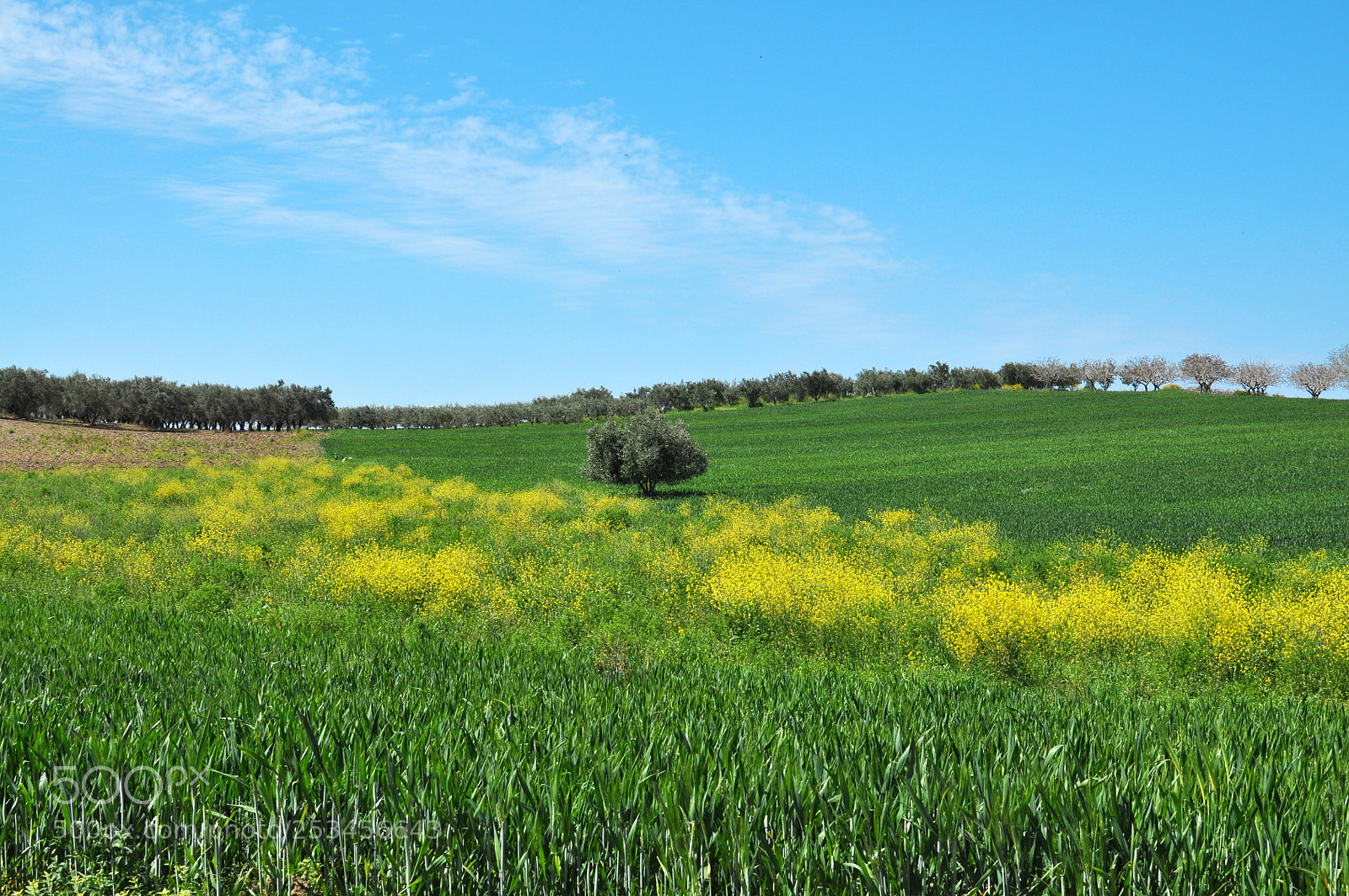 Nikon D5000 sample photo. Blooming fields forever photography